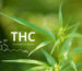 Cannabinoide